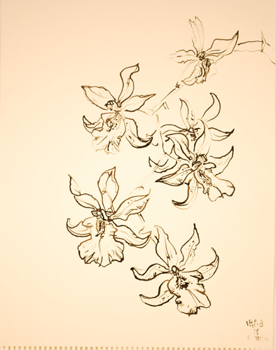 Flower Drawing ink on hand made paper size 27 x 21 inches