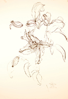 Flower Drawing