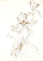 Flower Drawing