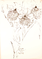 Flower Drawing