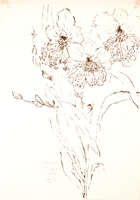 Flower Drawing