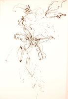Flower Drawing