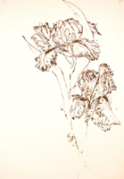 Flower Drawing