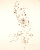 Flower Drawing