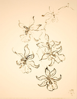 Flower Drawing