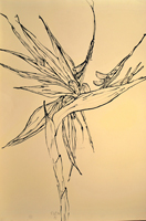bird of paradise, St. Martin, 2015,  44 x 30 inches, ink