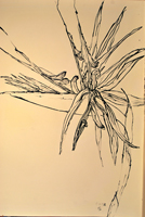 bird of paradise, St. Martin,  2015,  44 x 30 inches, ink