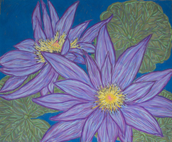 Water lily and lotus flower, 32 x 43 inches, pastel on burgra paper, 2017