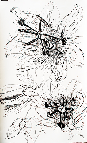 Christian Peltenburg Brechneff - Passion Fruit Flower Drawings