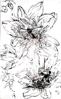 Flower Drawing