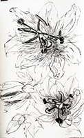 Flower Drawing