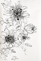 Passion Fruit Flower 01
