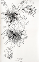 Passion Fruit Flower 01