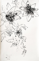 Passion Fruit Flower 01