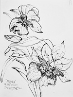 Flower Drawing