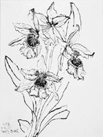 Flower Drawing