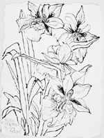 Flower Drawing