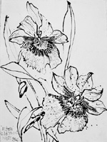 Flower Drawing