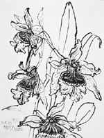 Flower Drawing