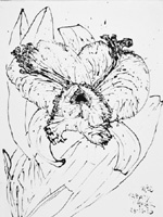 Flower Drawing