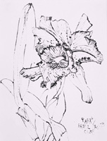 Christian Peltenburg Brechneff Flower Drawings - Brazilian Orchids ...