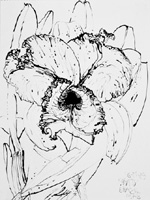 Flower Drawing