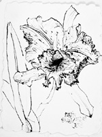 Flower Drawing