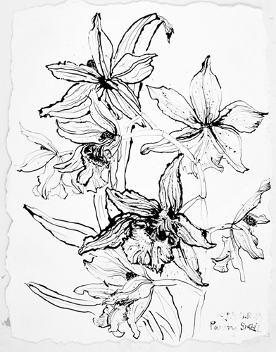 Christian Peltenburg Brechneff Flower Drawings - Brazilian Orchids ...
