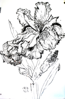 Flower Drawing