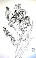 Flower Drawing
