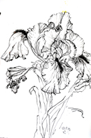 Flower Drawing