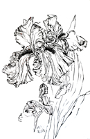Flower Drawing