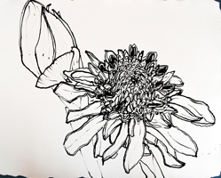 Flower Drawing