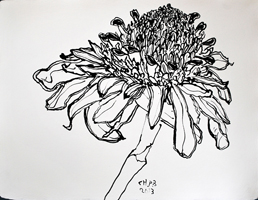 Flower Drawing