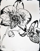 Flower Drawing