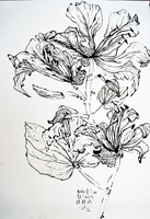 Flower Drawing