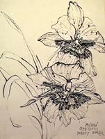 miltona, Paraty, 2009,  24 x 18  inches, ink