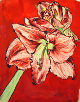 amaryllis, St. Martin , 2011, 21 x 16 inches, gouache