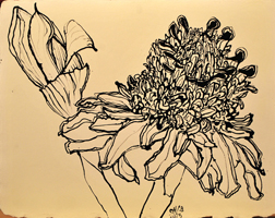 ginger flower, Punta Cana , 2013 16 x 21 inches, ink