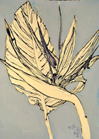 bird of paradise, St. Martin, 2015,  44 x 30 inches, oil and ink