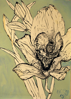 orchid, St. Martin,  2015 24 x 18 inches, ink and oil