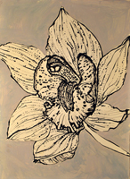 orchid, St. Martin, 2016, 18 x 24 inches, ink and oil