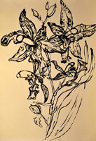 orchid, St. Martin, 2016  24 x 18 inches,ink