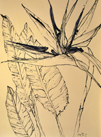 bird of paradise, St. Martin, 2015,  44 x 30 inches, ink and oil