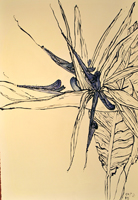 bird of paradise, St. Martin,  2015,  44 x 30 inches,  ink and oil