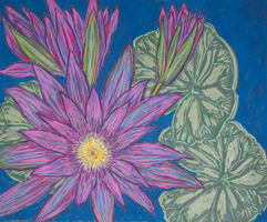 Water lily and lotus flower, 32 x 43 inches, pastel on burgra paper, 2017