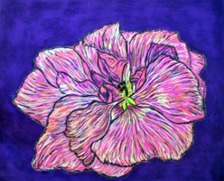 Flower Series St Martin 2022 01