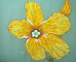 Flower Series St Martin 2022 01