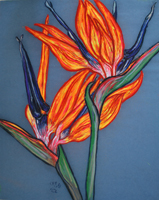 Flower Series St Martin 2022 01