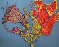 Flower Series St Martin 2022 01